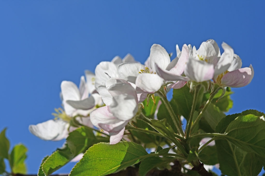 Seetal in full bloom