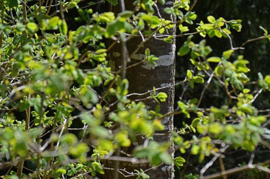 Spring in the forest