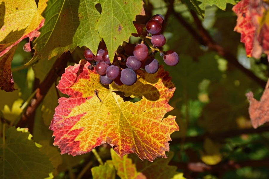 Herbst im Seetal