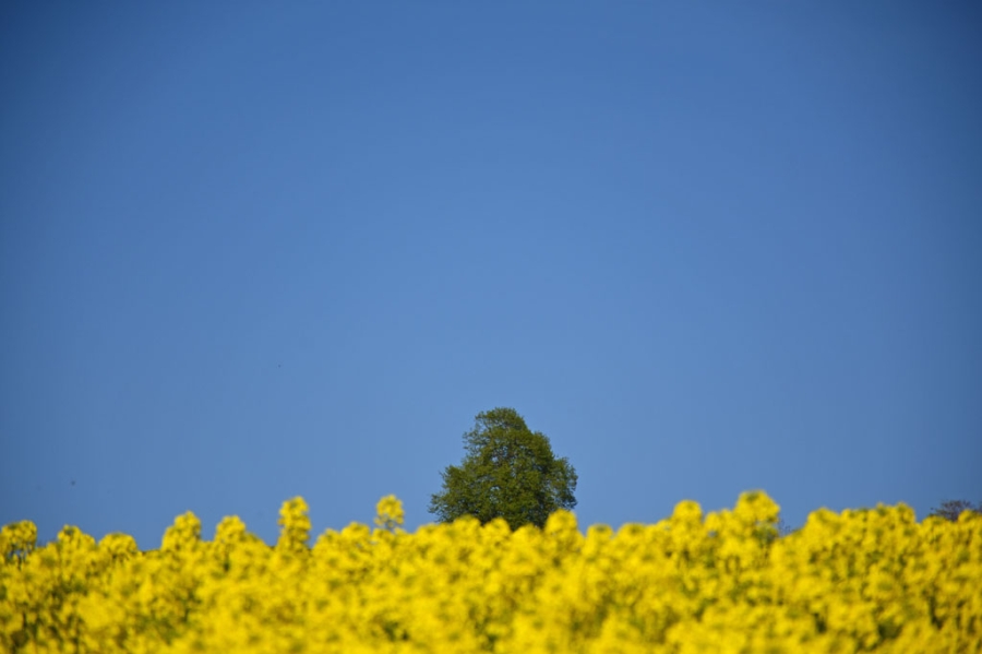 Der Frühling spriesst